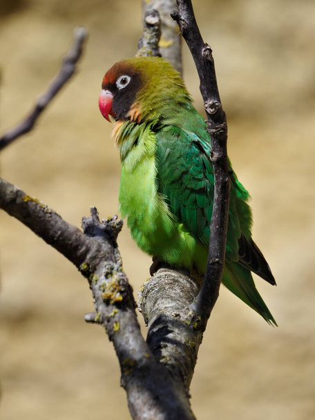 Black-cheeked lovebird (Agapornis nigrigenis) perched on branch  - Photo, image