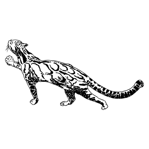 Leopard, wild cat. Hand drawn sketch of clouded leopard. Vector. - Vektör, Görsel