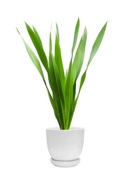 Ornamental plants in white pots Sun Xavieria with long green leaves Isolated on a white background. Leaves. - Photo, Image