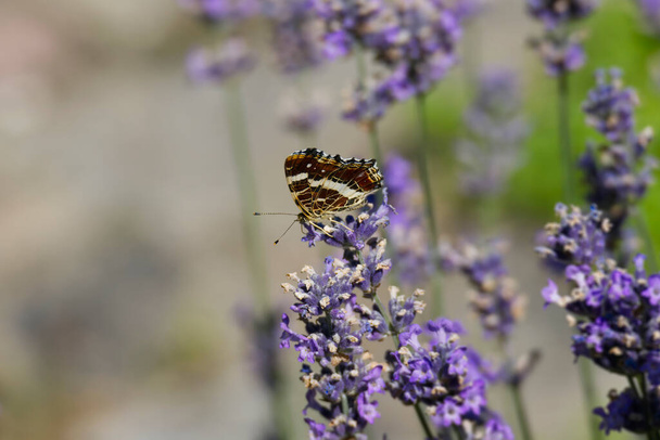 Map butterfly (Araschnia levana) with closed wings sitting on lavender in Zurich, Switzerland - Photo, Image