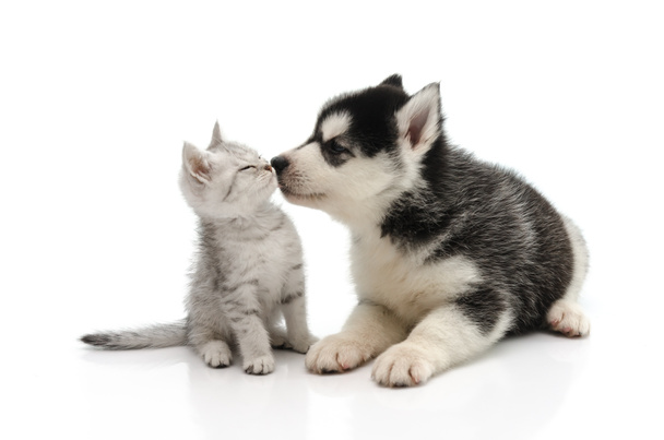Bonito filhote de cachorro beijando gatinho
 - Foto, Imagem