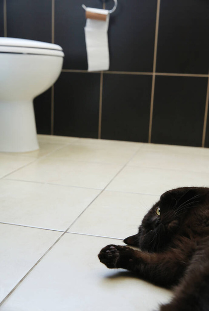 de kat ligt te rusten in het toilet - Foto, afbeelding