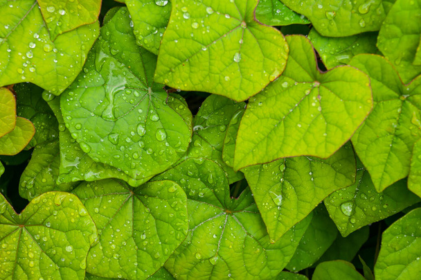 Zielone liście tekstury tła. Zielony liść z kroplami wody. Naturalne tło i tapety. - Zdjęcie, obraz