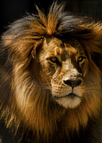 Lion mannelijke close-up - Foto, afbeelding