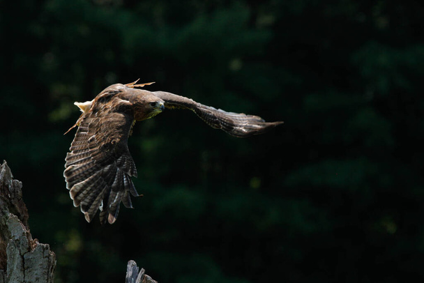 The Harris's hawk Parabuteo unicinctus is the only bird of prey that hunts in the group. High quality photo - Photo, Image