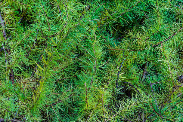 lariks takken in volledig frame. Achtergrond van dichte groene lariks takken met zachte bladeren. - Foto, afbeelding