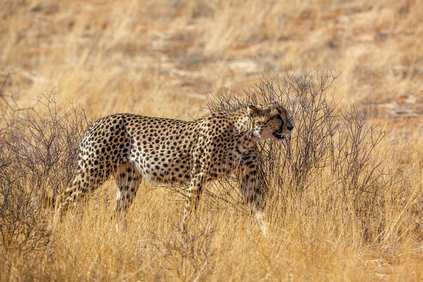 Cheetah walking in dry savannah in Kgalagadi transfrontier park, South Africa ; Specie Acinonyx jubatus family of Felidae - Foto, Imagem