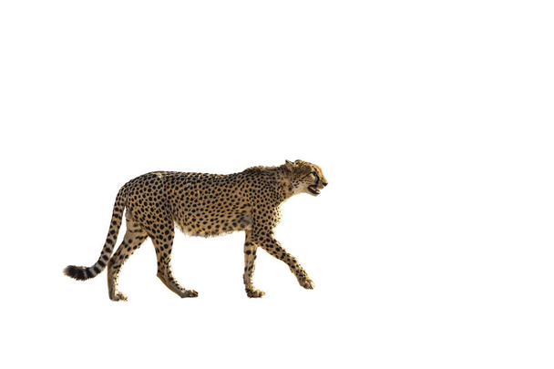 Cheetah walking side view in desert land in Kgalagadi transfrontier park, South Africa ; Specie Acinonyx jubatus family of Felidae - Photo, image