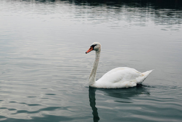 Valkoinen joutsen sinisellä sumuisella järvellä. Palic, Pohjois-Serbia. Eläimiä. Uiva joutsen. Sinisen veden tausta. - Valokuva, kuva