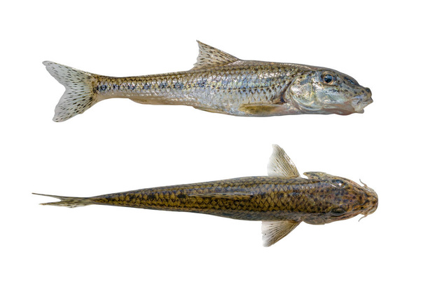 Ψάρι Gudgeon απομονωμένο δύο πλευρές σε λευκό φόντο - Φωτογραφία, εικόνα