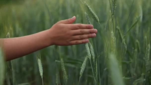 Çocuk buğday tarlasında yürüyor ve gün batımında buğday tarlasında yeşil bir buğday kulağına dokunuyor. Kapat.  - Video, Çekim