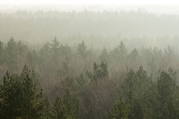 霧の森のパノラマ ビュー - 写真・画像