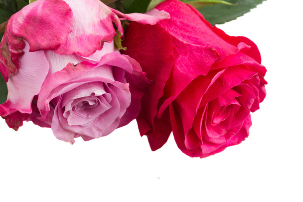 two pink  flowers close up - Фото, изображение