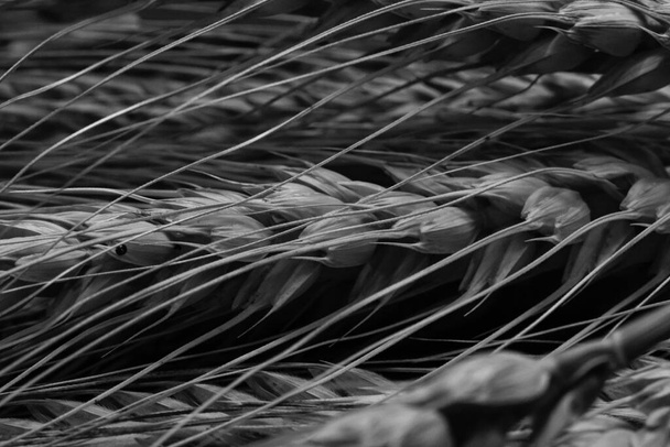 Wheat ears detail. Cereals for backery, flour production - Photo, Image