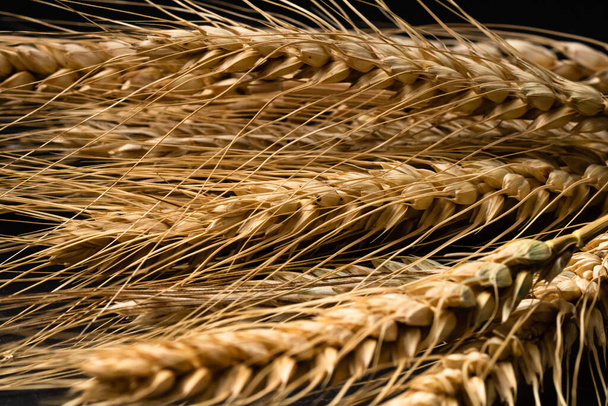 Szczegóły z kłosów pszenicy. Zboża do produkcji backery, mąki - Zdjęcie, obraz