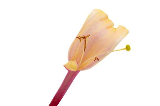 honeysuckle flower isolated on white background - Photo, Image