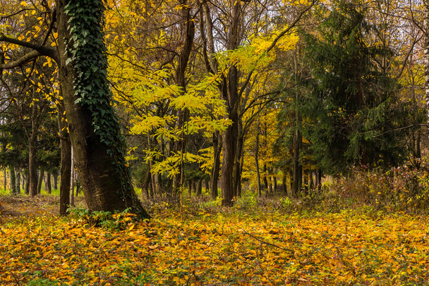 autumn forest in foliage - Фото, зображення
