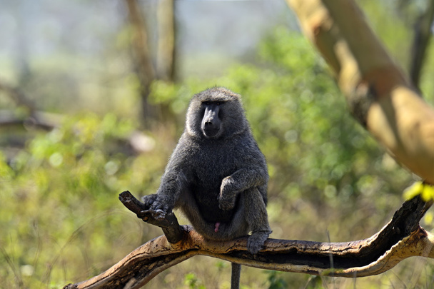 Baboons - Photo, Image