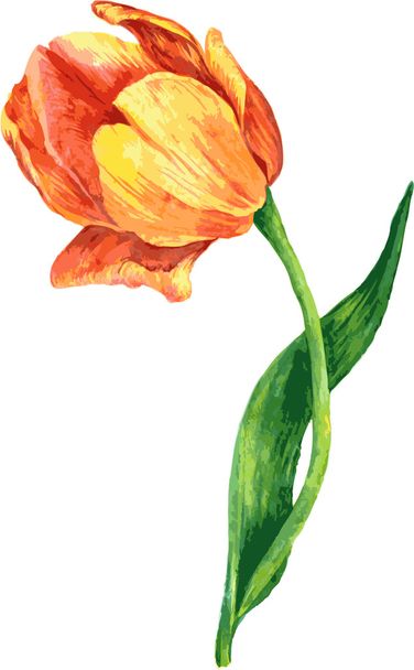 flower of tulip - ベクター画像