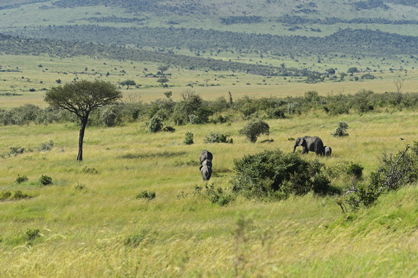 Afrikaanse olifanten - Foto, afbeelding