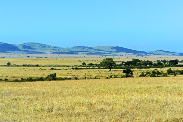 アフリカのサバンナの風景  - 写真・画像