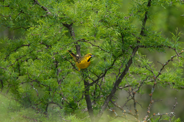 Cardinal jaune, Gubernatrix cristata, espèce en voie de disparition à La Pampa, Argentine - Photo, image