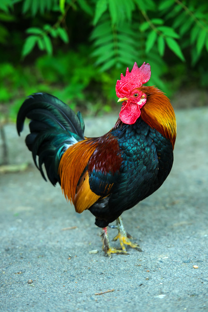 rooster - Foto, afbeelding