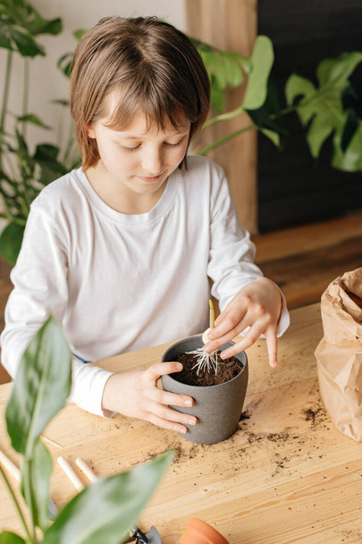 Una niña linda está plantando un brote de ajo en una maceta. La jardinería como hobby para los niños. Cuidado y trasplante de plantas - Foto, imagen