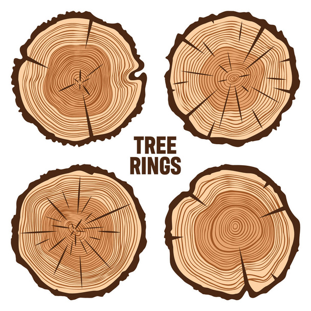 Round tree trunk cuts with cracks, sawn pine or oak slices, lumber. Saw cut timber, wood. Brown wooden texture with tree rings. Hand drawn sketch. Vector illustration. - Vector, Image
