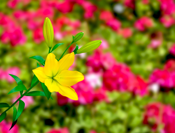 Colorful Yellow Lily - Photo, Image