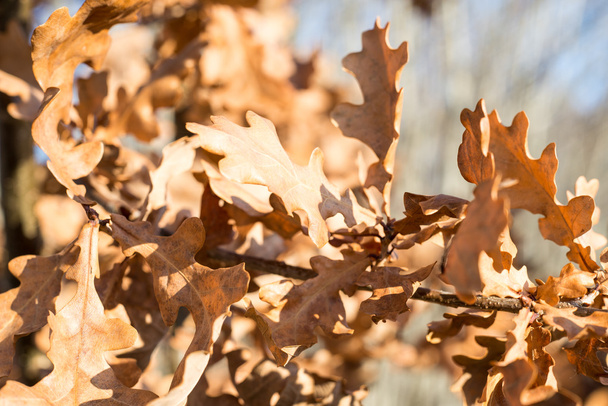 autumn gold colored leaves in bright sunlight - Photo, image