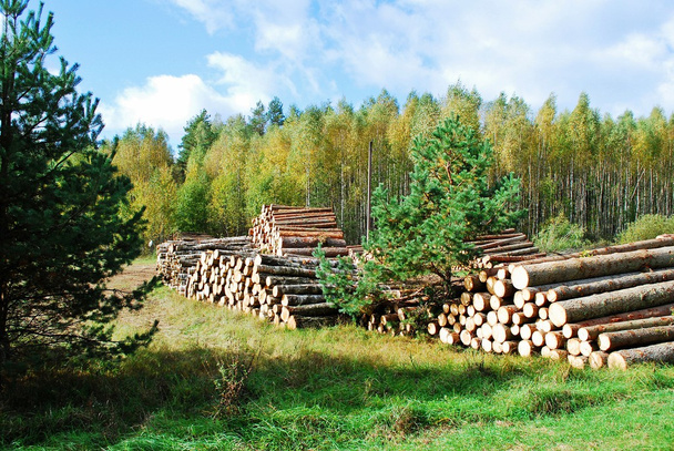 Stack of prepared wood in european forest - Photo, Image