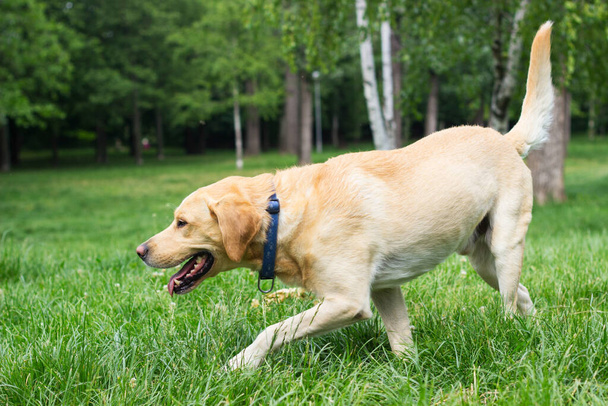 Улыбающаяся собака-лабрадор на портрете городского парка - Фото, изображение