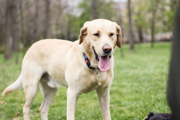 Улыбающаяся собака-лабрадор на портрете городского парка - Фото, изображение