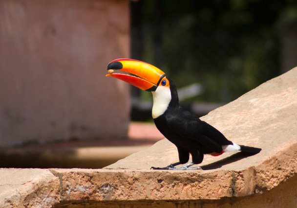 Uccello tucano che mangia una noce
 - Foto, immagini