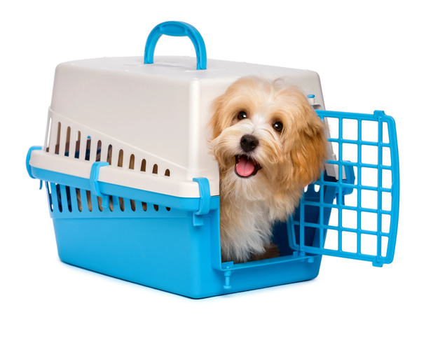 Lindo perro cachorro havanese feliz está mirando hacia fuera de una caja de mascotas
 - Foto, Imagen