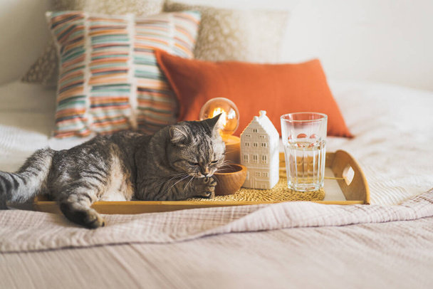 Schattige kat van de Schotse rechte en linnen kussens op een wit bed met home decor. Stilleven details in huis op een bed. Gezellig thuis. Zoet thuis - Foto, afbeelding