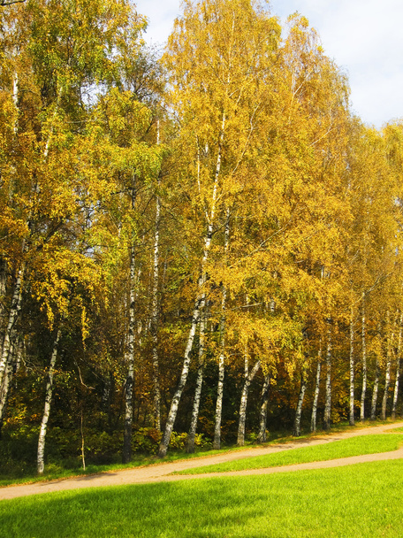 Golden birch forest - Foto, Bild