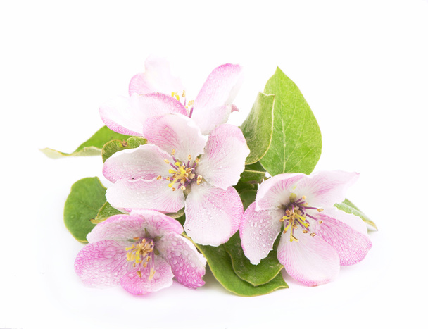rama de flores de manzana
 - Foto, imagen