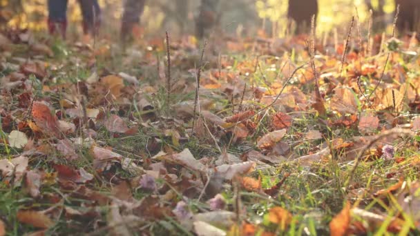 Two small little sister girl feets or legs run, play and dance in autumn yellow falling leaves in forest trees. Sunny park. Childhood happiness. Kid in park. Child has a game and joy. 4k footage - Filmagem, Vídeo