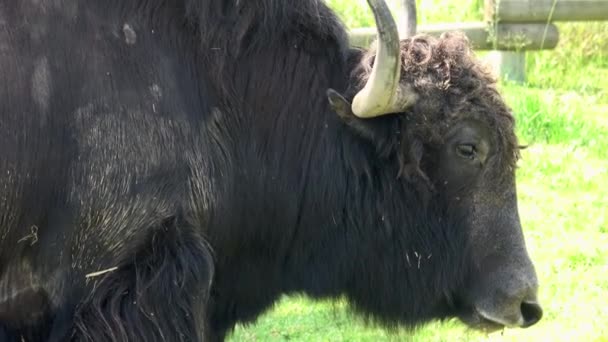 Portrait domestic yak (Bos grunniens) - 映像、動画