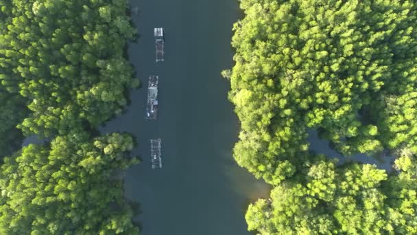 Erstaunlich reichlich Mangrovenwald Luftaufnahme der Waldbäume Regenwald Ökosystem und gesunde Umwelt Hintergrund Textur der grünen Bäume Wald von oben nach unten High-Winkel-Ansicht - Filmmaterial, Video