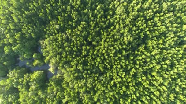 Καταπληκτική άφθονη δάσος μαγκρόβια Αεροφωτογραφία των δασικών δέντρων Rainforest οικοσύστημα και υγιές περιβάλλον φόντο Υφή των πράσινων δέντρων δάσος κορυφή προς τα κάτω Υψηλή γωνία άποψη - Πλάνα, βίντεο