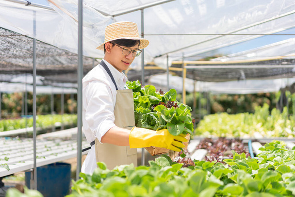 Hidrofonik sebze konsepti, genç Asyalı adam hidroponik çiftlikte taze salata topluyor.. - Fotoğraf, Görsel