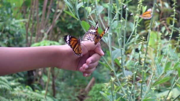 美しい蝶は小さな女の子の手に羽をなびかせます自然の森の中で素晴らしい蝶 - 映像、動画