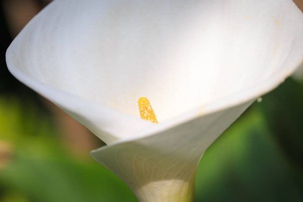 квітка кали. Біла квітка крупним планом. кальянні лілії красиві білі квіти в саду
 - Фото, зображення