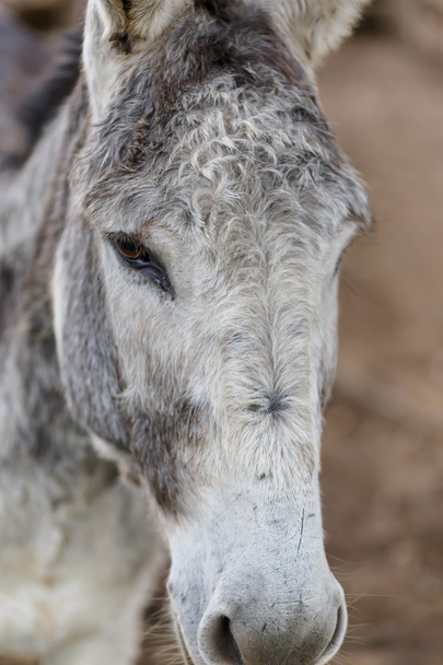 Tête d'âne grise
 - Photo, image