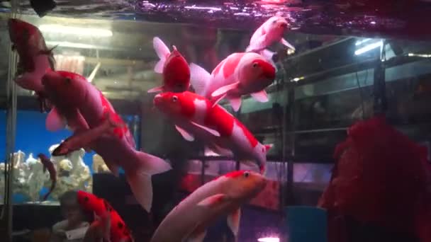 Dans les poissons d'aquarium, en natation, très mignon
 - Séquence, vidéo