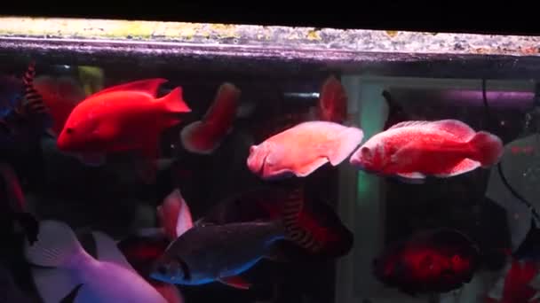 Az akvárium hal úszás, nagyon aranyos - Felvétel, videó