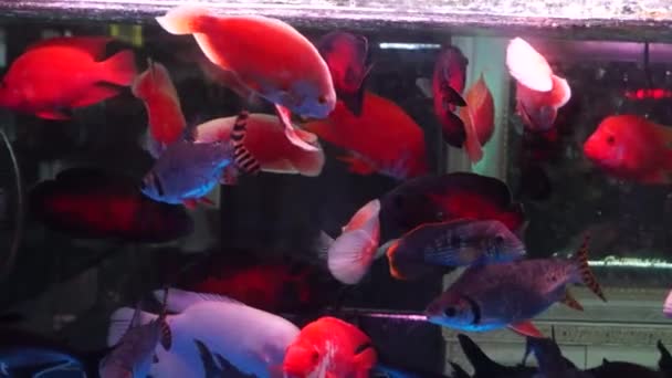 In the aquarium fish, in swimming, very cute - Footage, Video